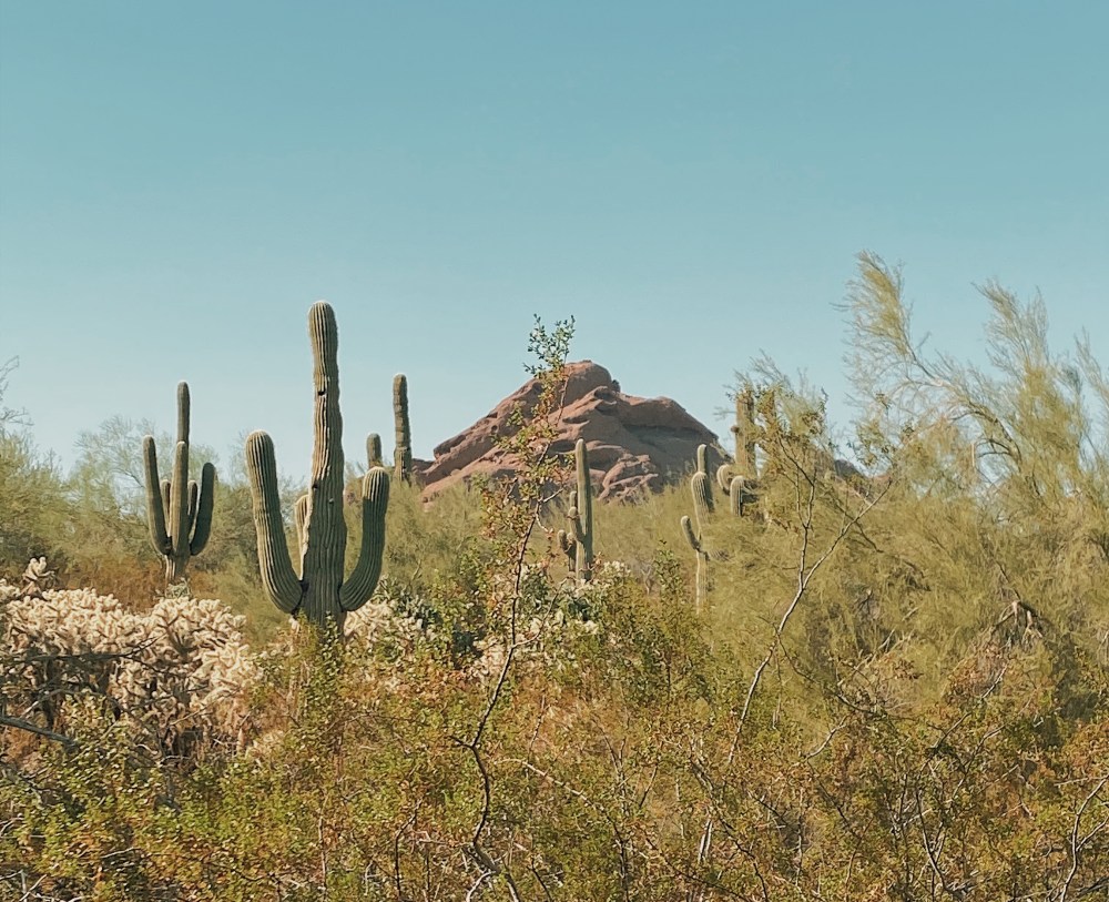 Desert Botanical Gardens view in Phoenix, AZ